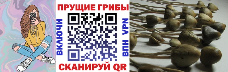 Псилоцибиновые грибы мицелий  Тихорецк 